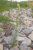 Linaria vulgaris. Цветущее растение. Краснодарский край, Крымский р-н, окр. станицы Неберджаевская, р. Неберджай, на отмели. 06.07.2024.