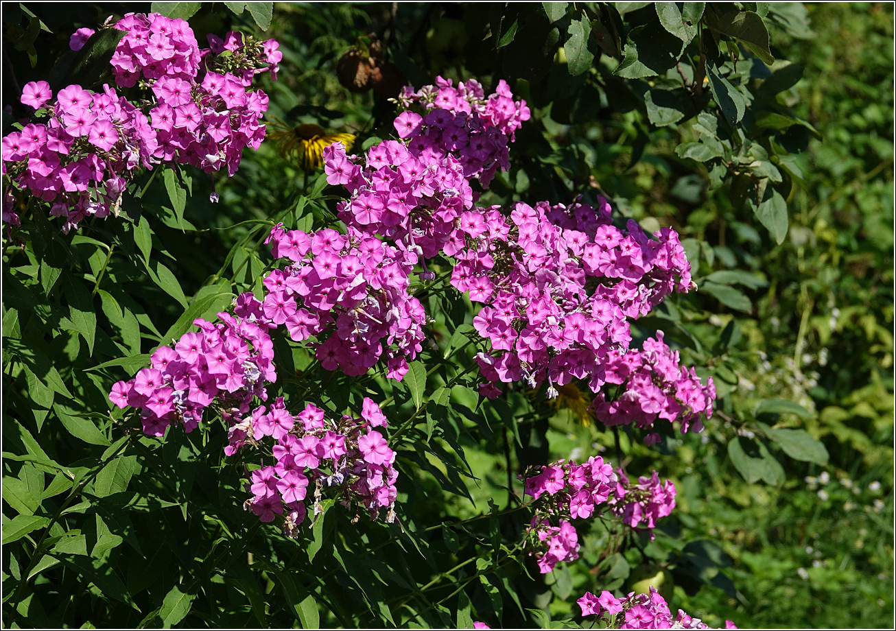 Image of Phlox paniculata specimen.