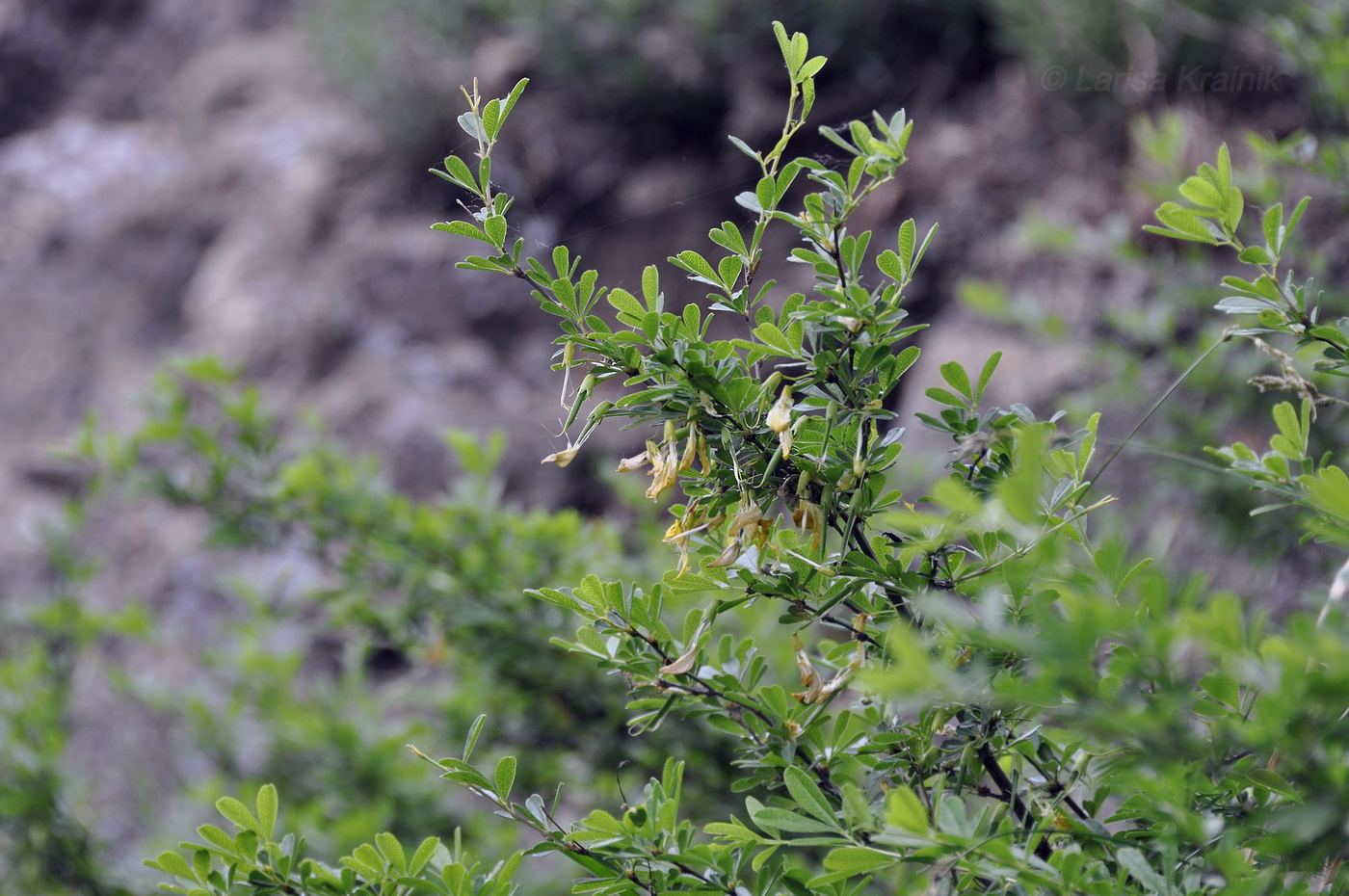 Image of Caragana ussuriensis specimen.