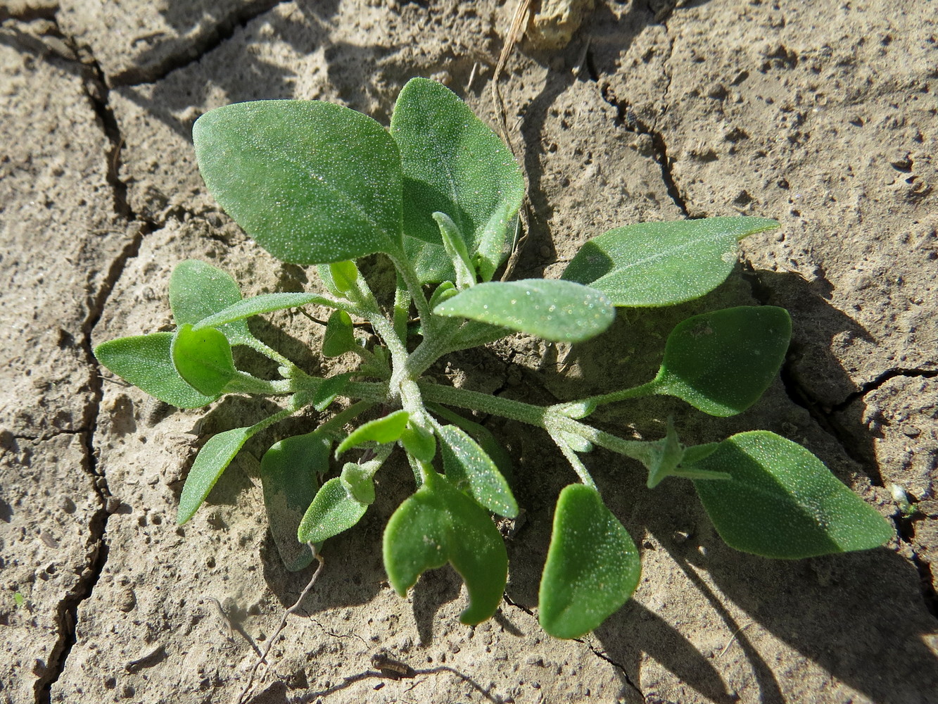 Изображение особи Chenopodium vulvaria.