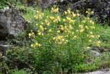 род Oenothera