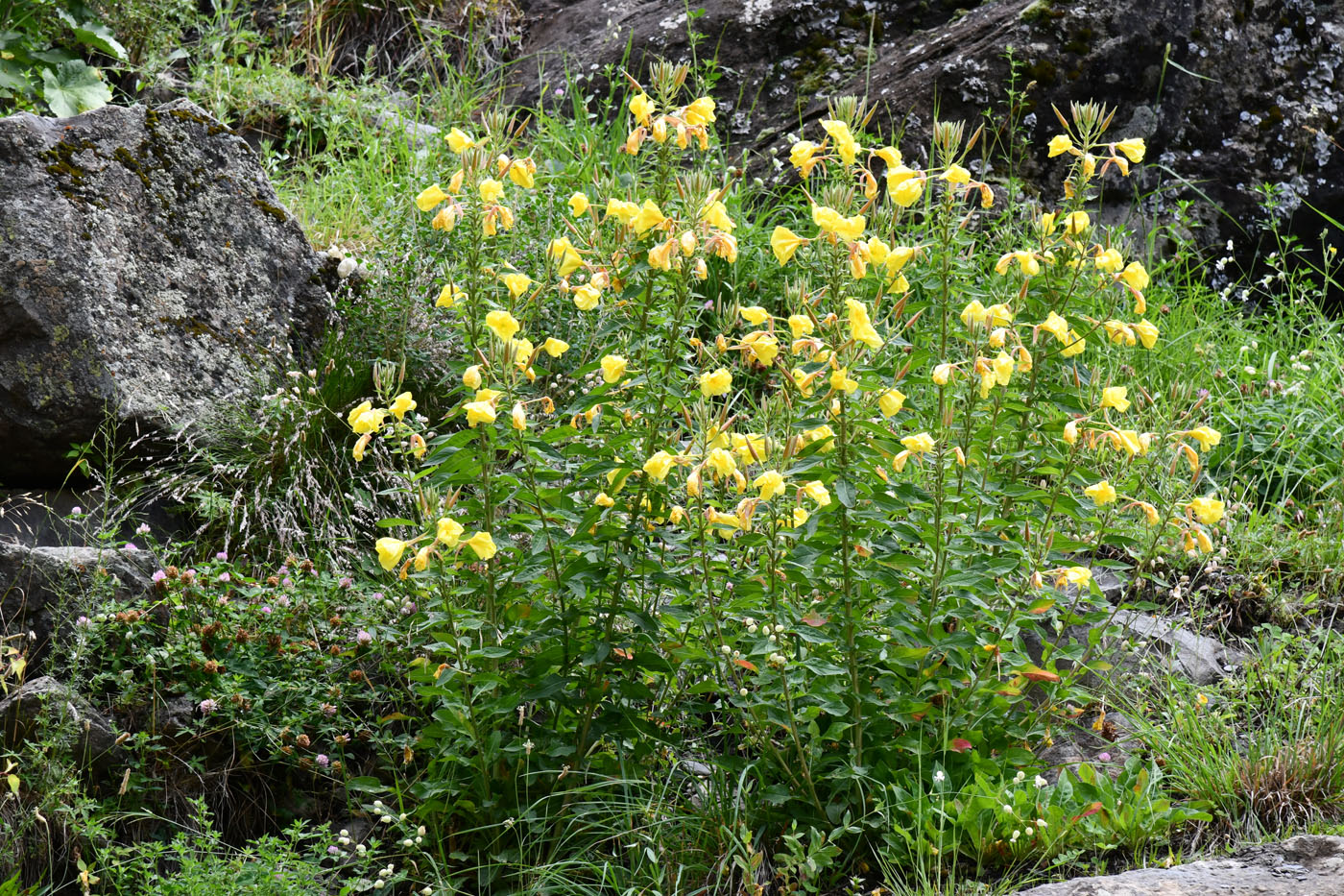 Image of genus Oenothera specimen.