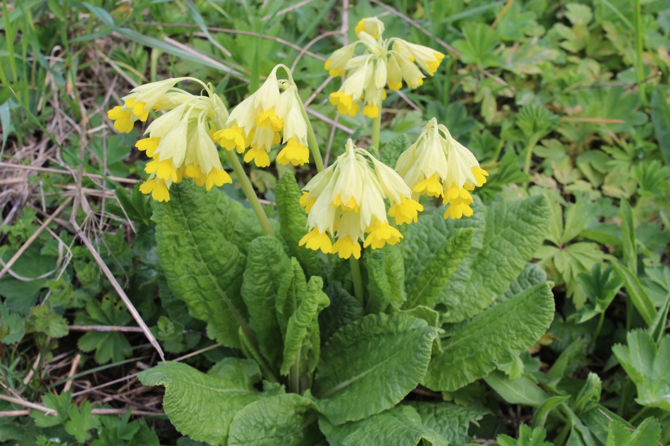 Image of Primula macrocalyx specimen.