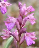 Anacamptis papilionacea subspecies schirwanica. Соцветие. Израиль, г. Кармиэль, городской парк. 13.02.2011.