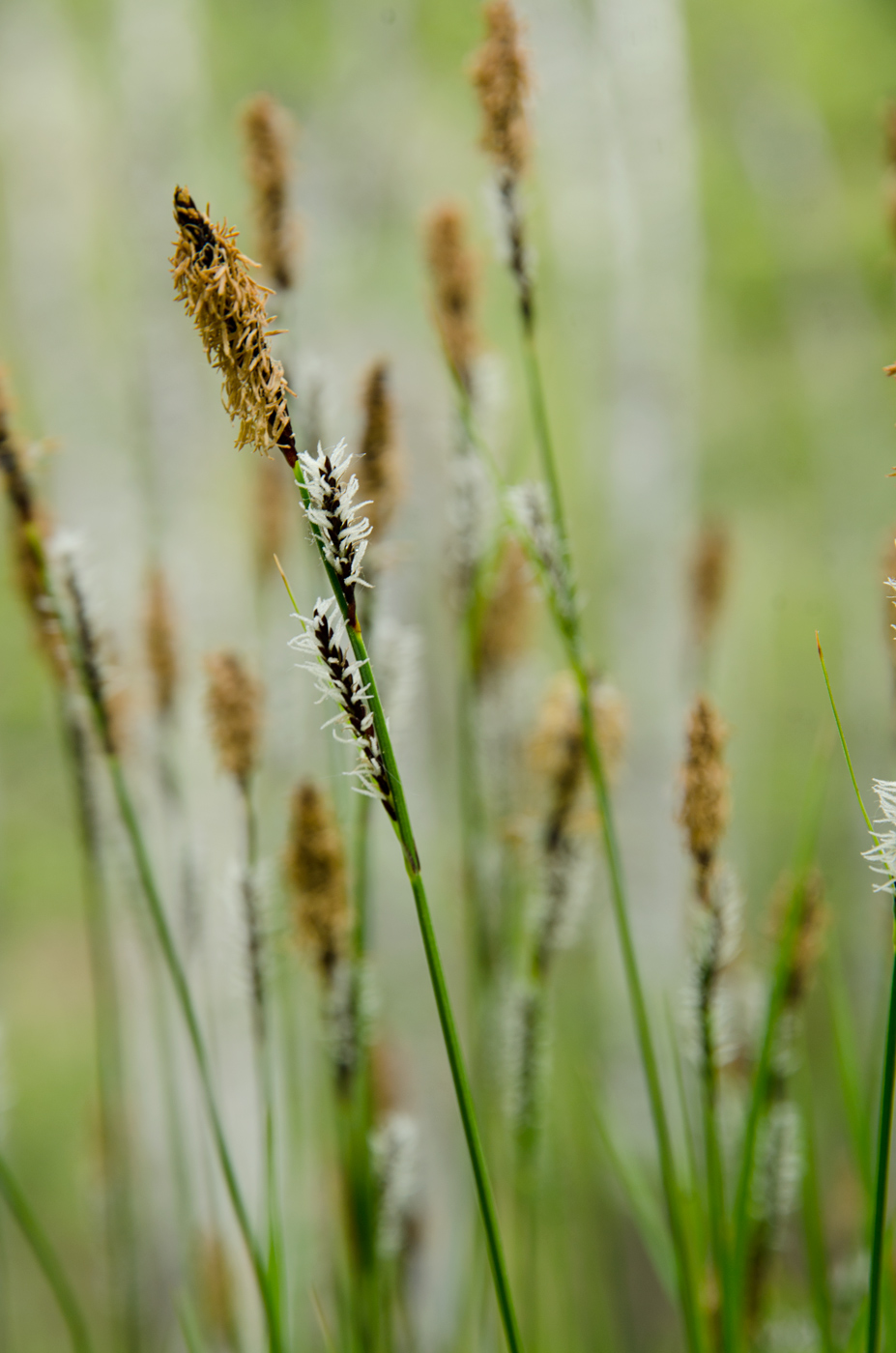 Изображение особи род Carex.
