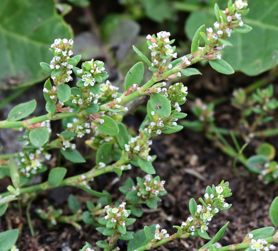 Image of Polygonum aviculare specimen.