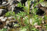 Senecio vulgaris