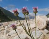 Erigeron uniflorus