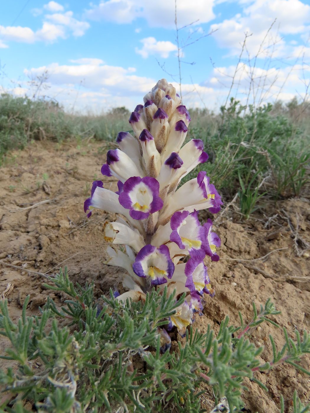 Image of Cistanche salsa specimen.