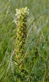 Pedicularis sibirica. Верхушка доцветающего и плодоносящего побега с остатками венчиков. Оренбургская обл., Беляевский р-н, Донской сельсовет, степной склон. 28 мая 2024 г.