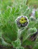 Tanacetum bipinnatum. Верхушка растения с нераскрывшимся соцветием. Коми, Интинский р-н, Приполярный Урал, пос. Желанный, долина р. Балбанью. 12.07.2010.