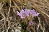 Gentiana zollingeri. Соцветие (светлая форма). Приморский край, Уссурийский гор. округ, окр. с. Монакино, опушка широколиственного леса на небольшой сопке. 09.05.2025.