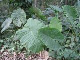 Alocasia odora