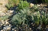 familia Fabaceae. Вегетирующее растение. Оренбургская обл., Саракташский р-н, Жёлтинский сельсовет, окр. Кандуровского карьера, зарастающий склон карьера. 29 мая 2024 г.