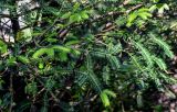 Torreya grandis
