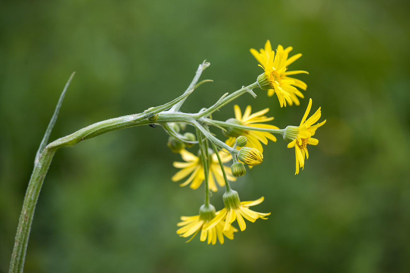 Изображение особи Tephroseris integrifolia.