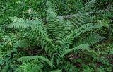 Dryopteris filix-mas