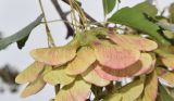 Acer semenovii