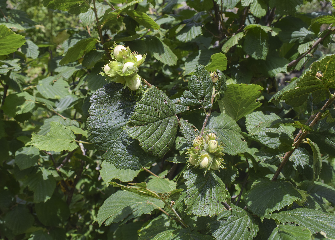 Image of Corylus avellana specimen.