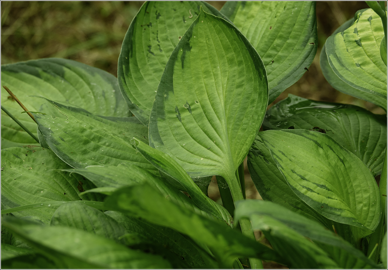 Image of Hosta fortunei specimen.