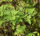 Artemisia freyniana