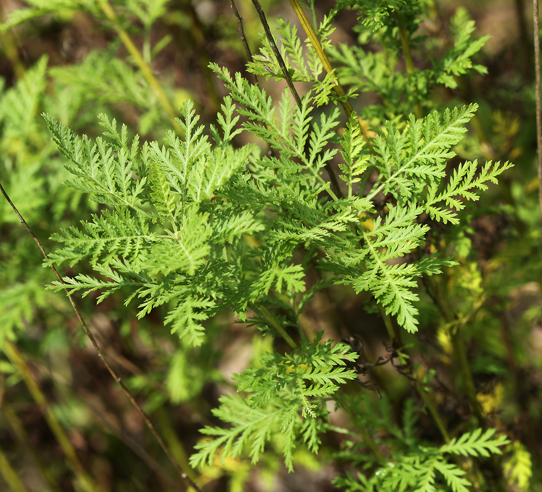 Image of Artemisia freyniana specimen.