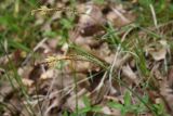 genus Carex