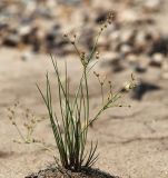 Juncus turczaninowii. Плодоносящее растение. Приморский край, Уссурийский ГО, окр. ж.-д. пл. 9194 км, дол. р. Раздольная на левом берегу, пойма, песчаные отложения. 22.09.2025.