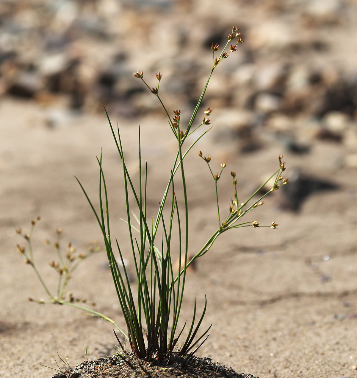 Изображение особи Juncus turczaninowii.