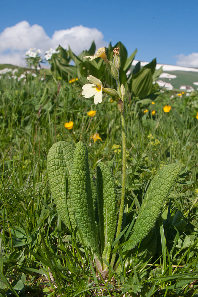 Изображение особи Primula ruprechtii.