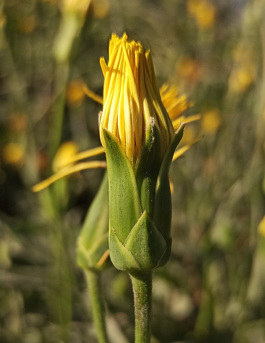 Image of Scorzonera hispanica specimen.