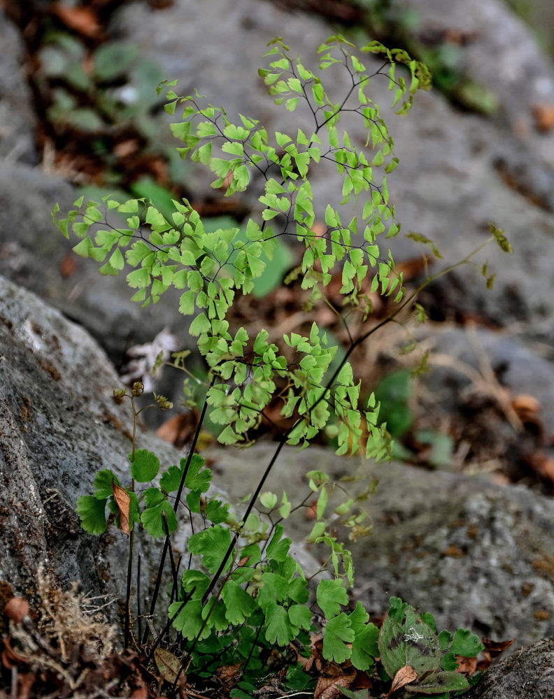 Изображение особи Adiantum capillus-veneris.