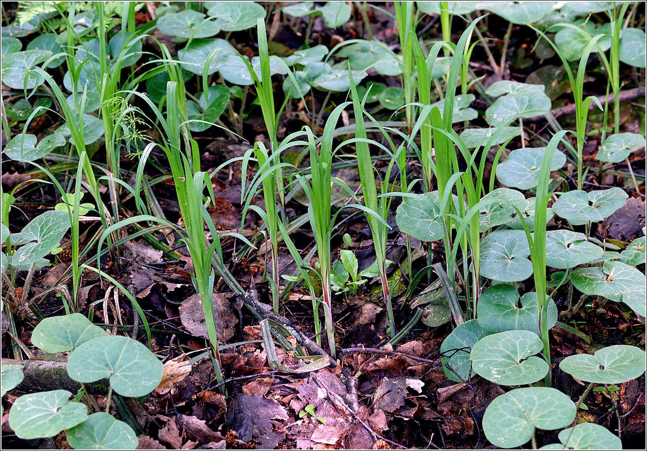 Image of Carex pilosa specimen.