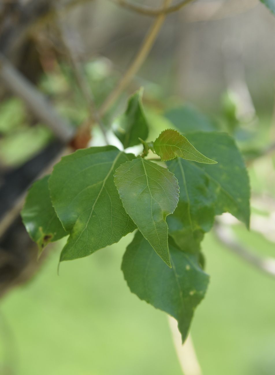 Изображение особи род Populus.
