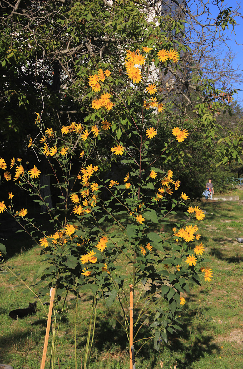 Изображение особи Helianthus tuberosus.