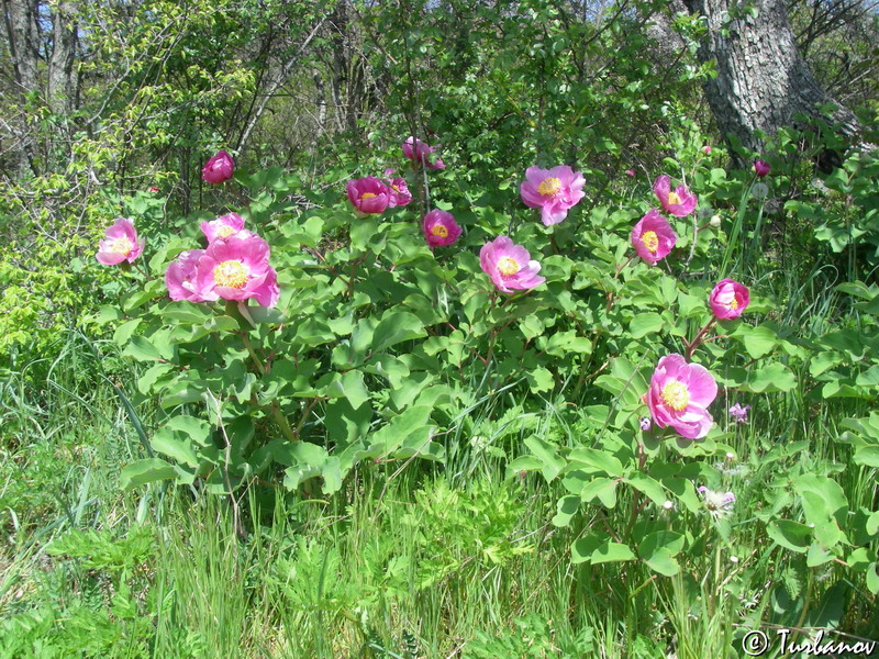 Image of Paeonia daurica specimen.