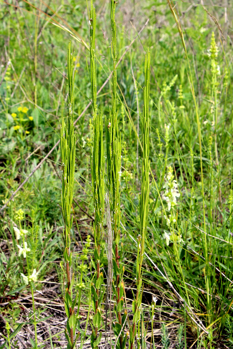 Изображение особи Arabis sagittata.
