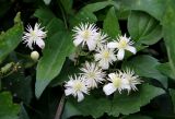 Clematis vitalba