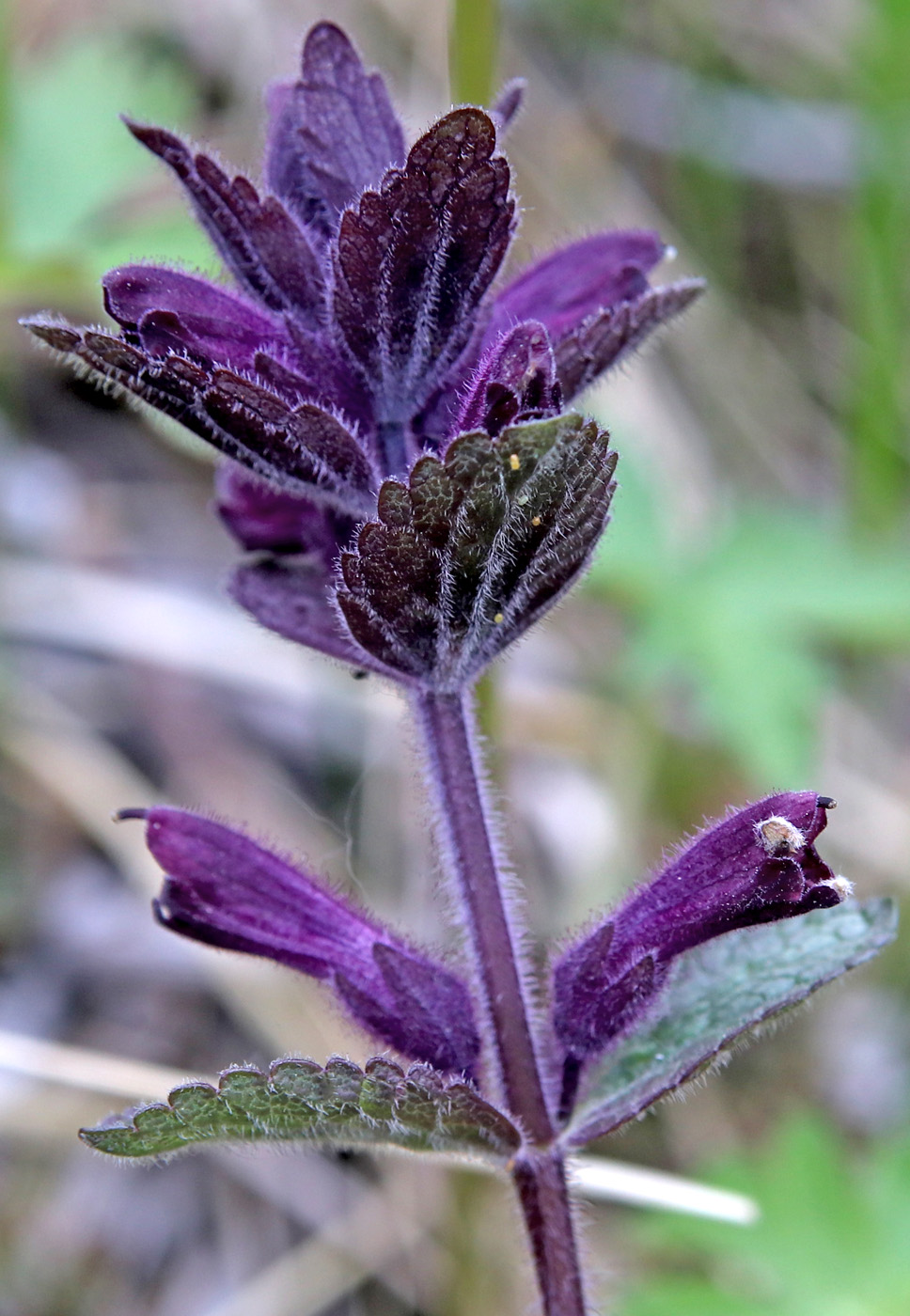 Image of Bartsia alpina specimen.
