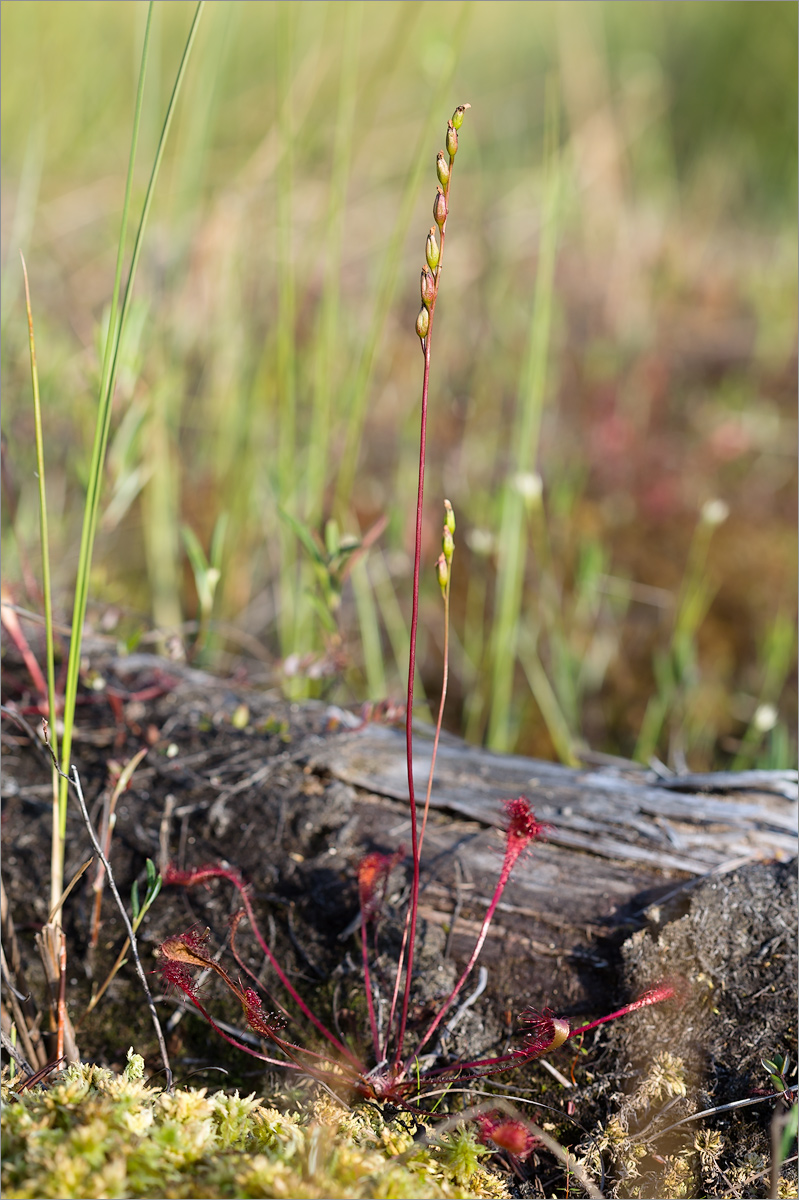 Изображение особи Drosera anglica.