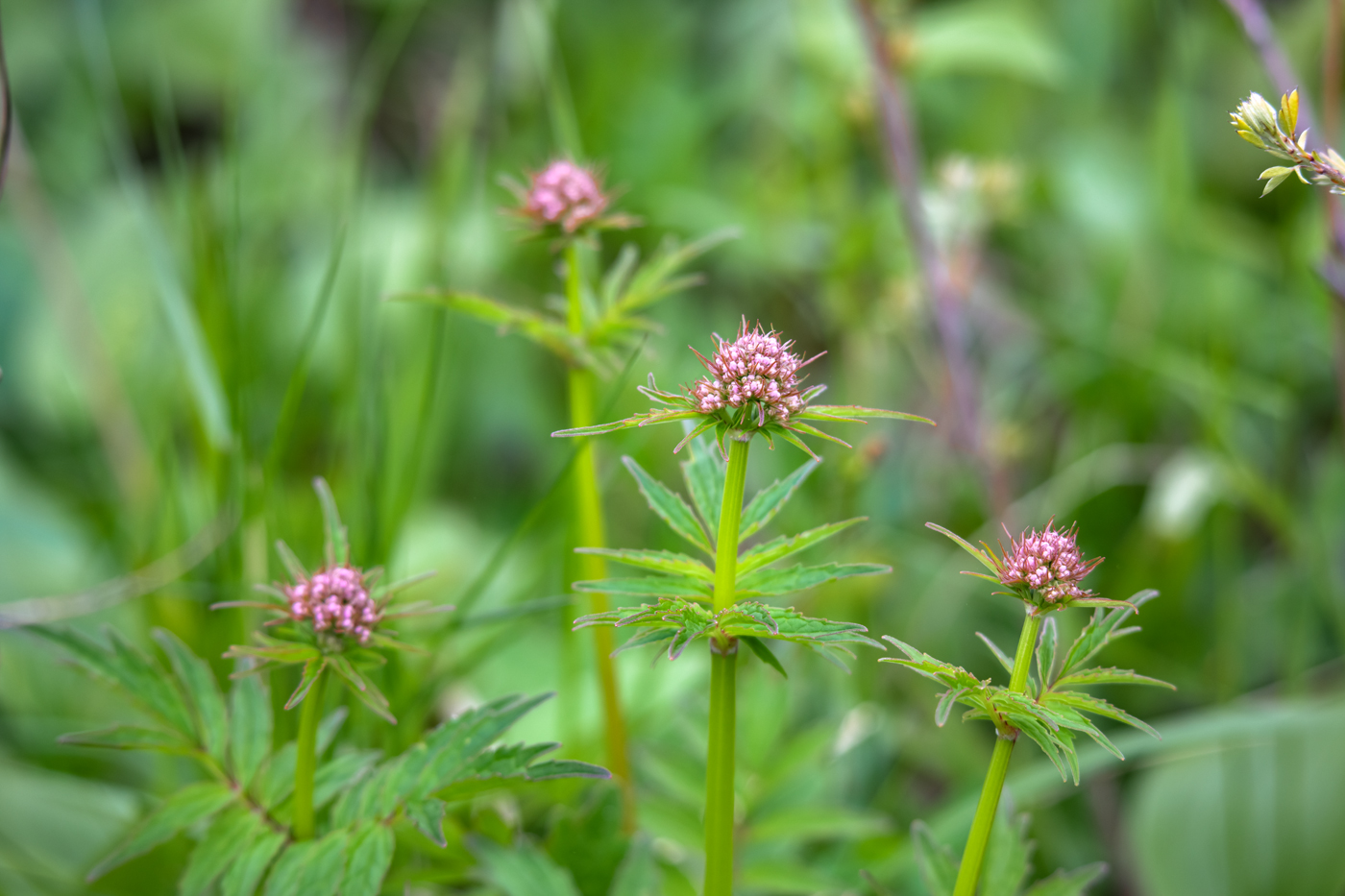 Image of genus Valeriana specimen.