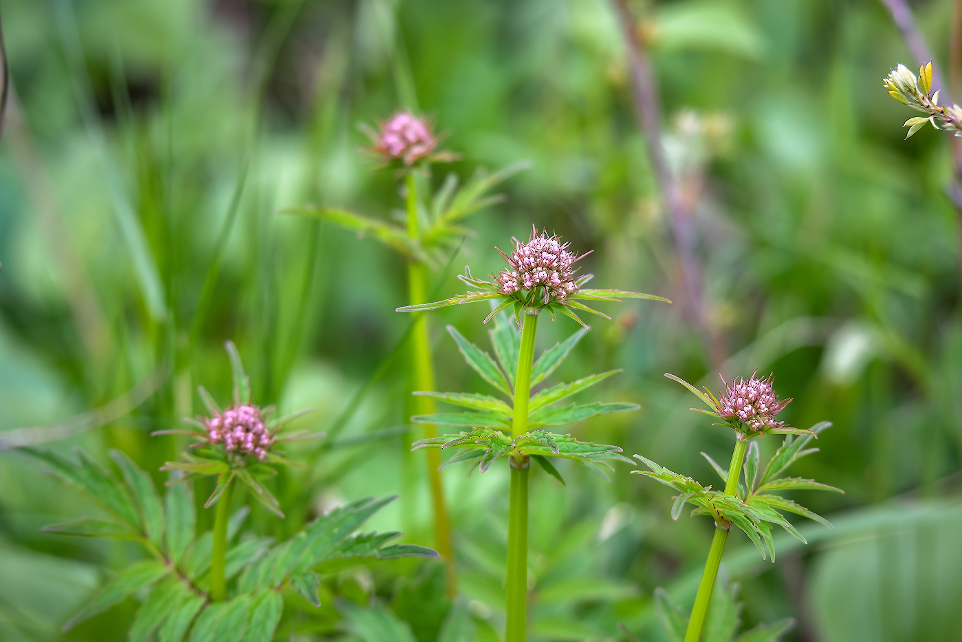 Изображение особи род Valeriana.