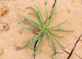 Plantago minuta. Цветущее растение. Астраханская обл., Богдинско-Баскунчакский солянокупольный р-н, побережье оз. Баскунчак, устье Суриковской балки, на глинистой почве; возможно, locus classicus. 17.05.2009.