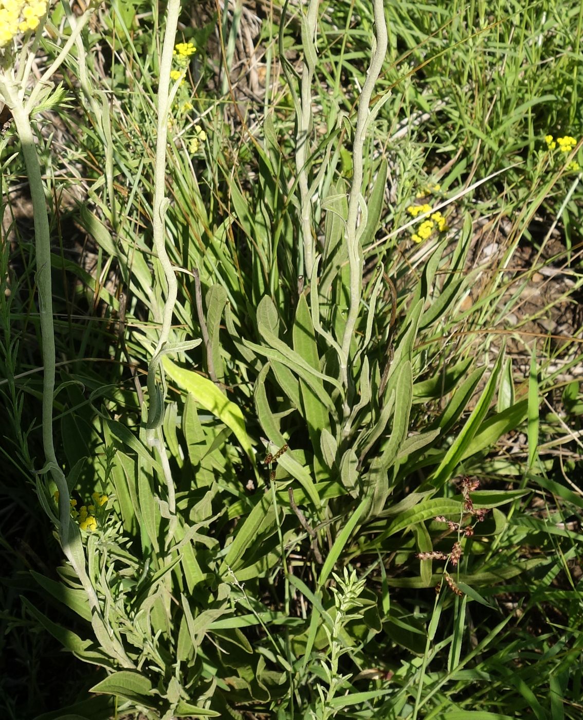 Image of Helichrysum nudifolium specimen.