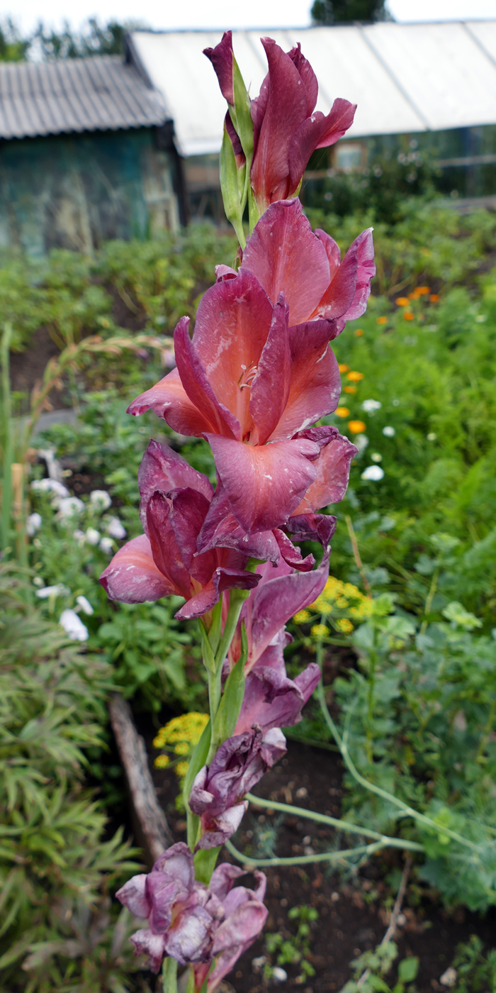 Изображение особи Gladiolus &times; gandavensis.