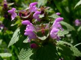 Lamium purpureum. Цветы и листья; заметна пурпурная окраска молодых разворачивающихся листочков. Киев, жилой массив Новобеличи. 24 апреля 2008 г.