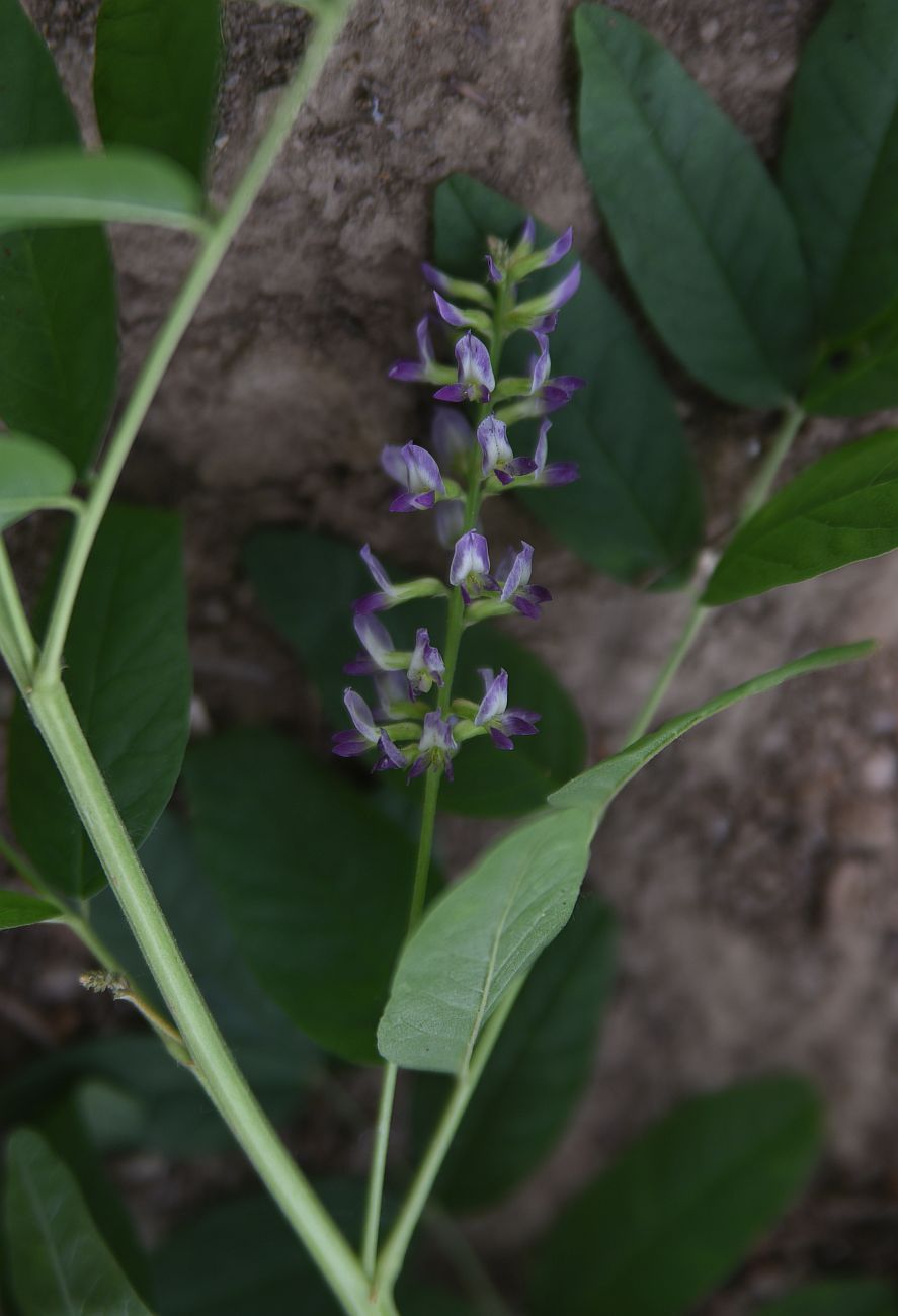 Изображение особи Glycyrrhiza glabra.