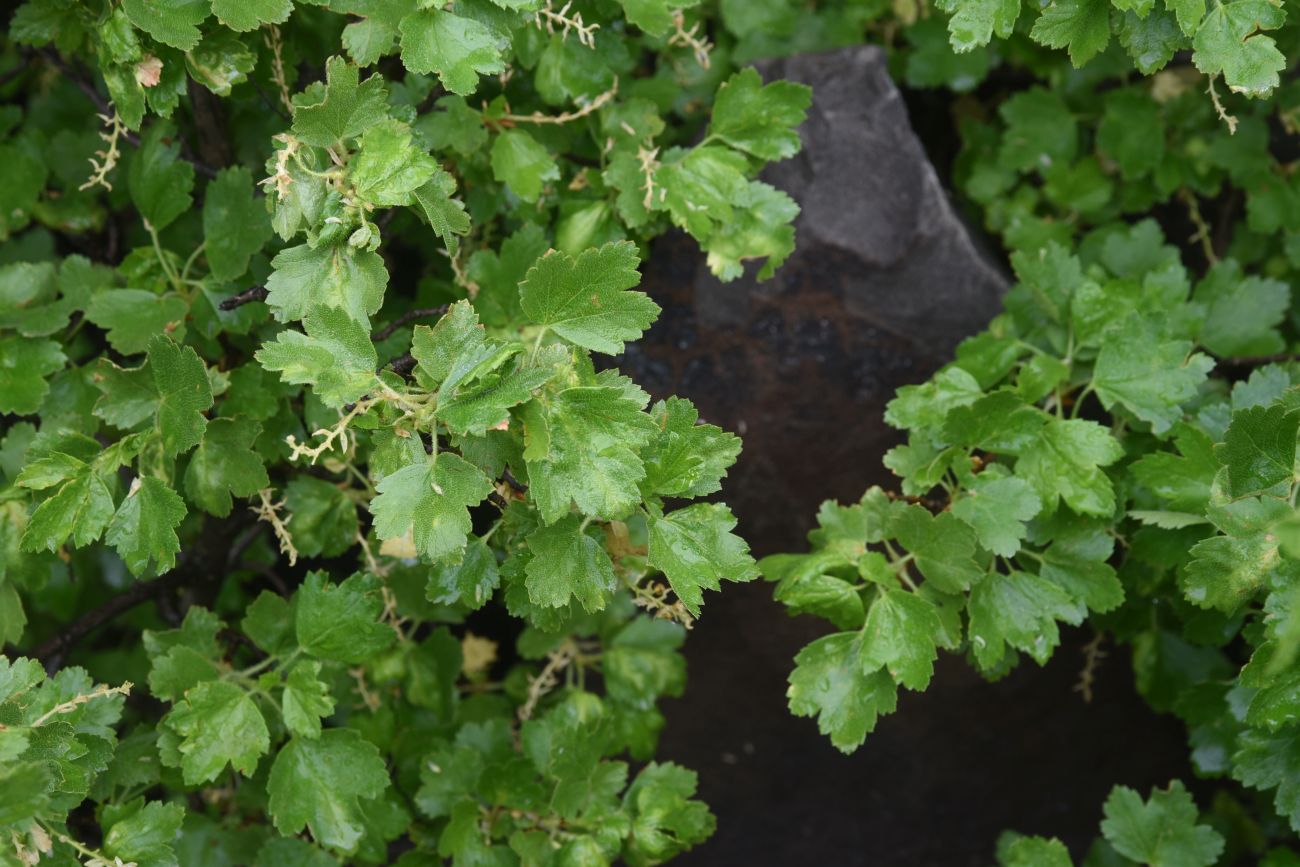 Image of genus Ribes specimen.