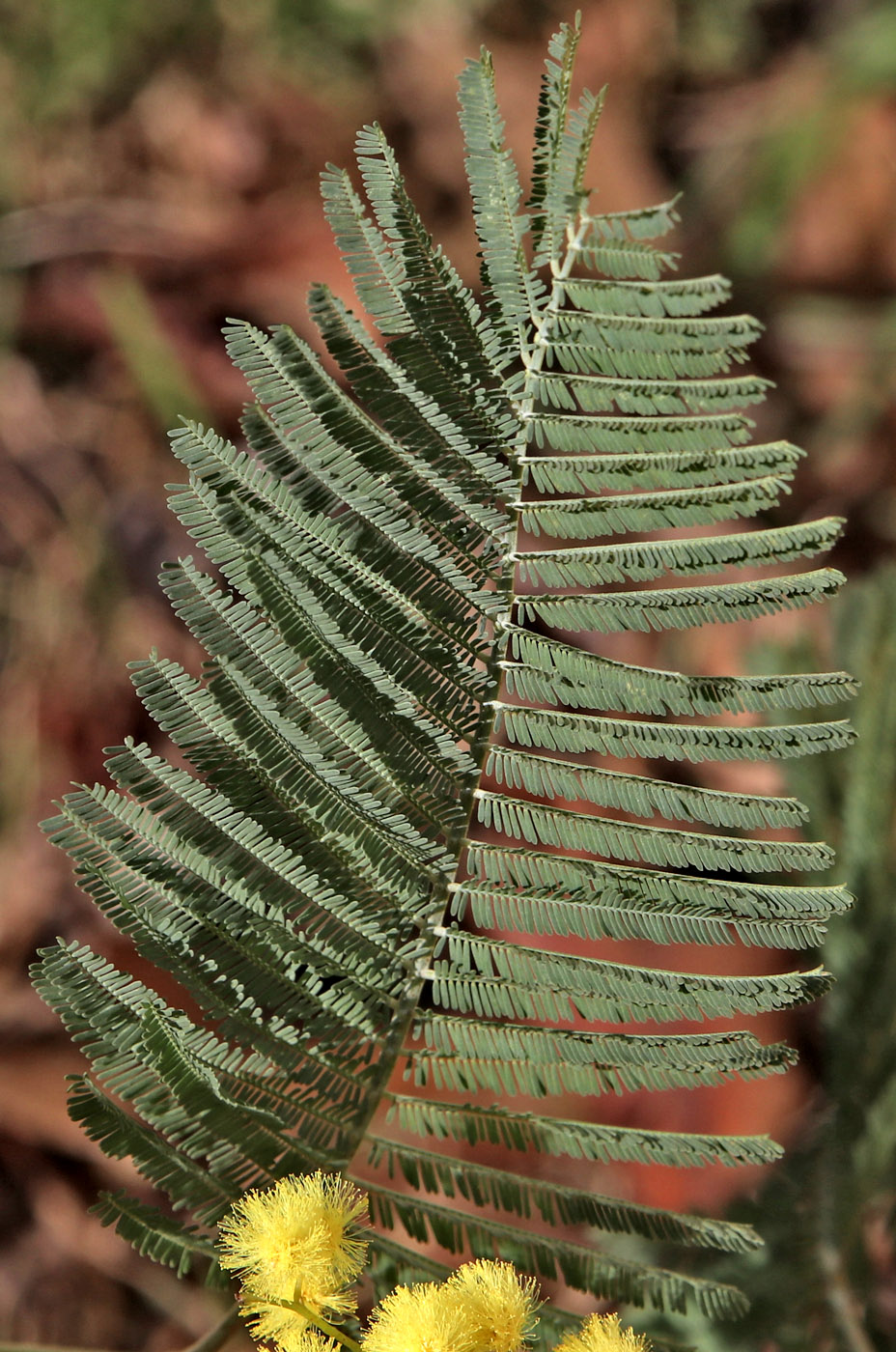 Image of Acacia dealbata specimen.