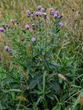 Cirsium setosum. Верхушка цветущего и плодоносящего растения. Тульская обл., Заокский р-н, окр. с. Дмитриевское, окраина залежи. 07.09.2025.